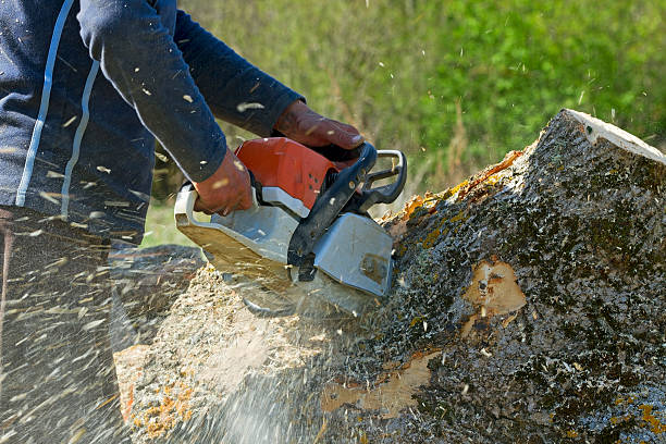 Best Tree Root Removal  in Rose Hills, CA